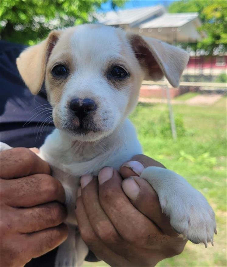 adoptable Dog in San Antonio, TX named SPOTTY