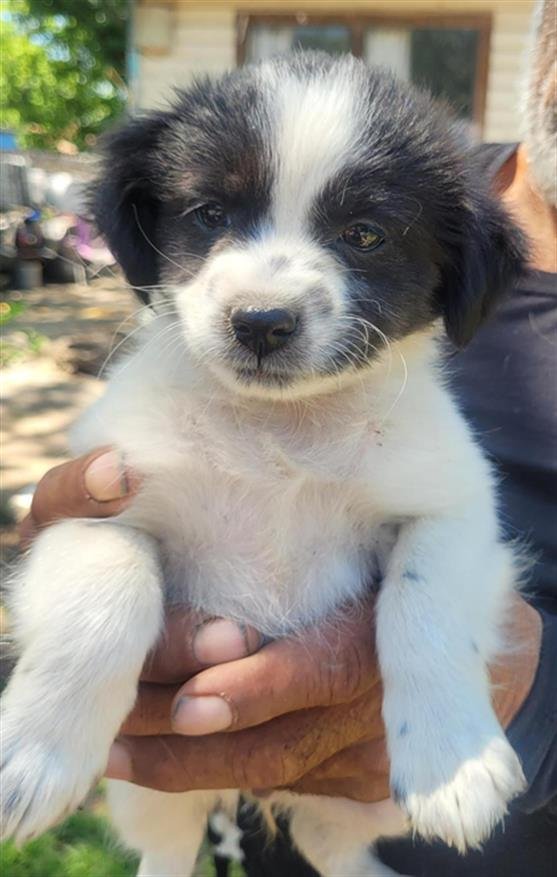 adoptable Dog in San Antonio, TX named BW FLUFF