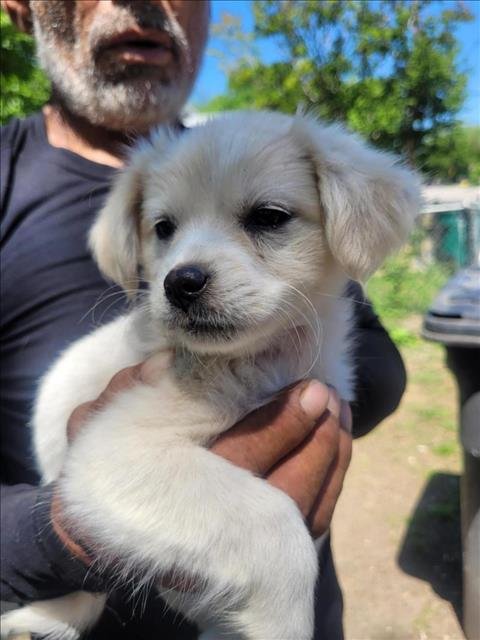 adoptable Dog in San Antonio, TX named TW FLUFF