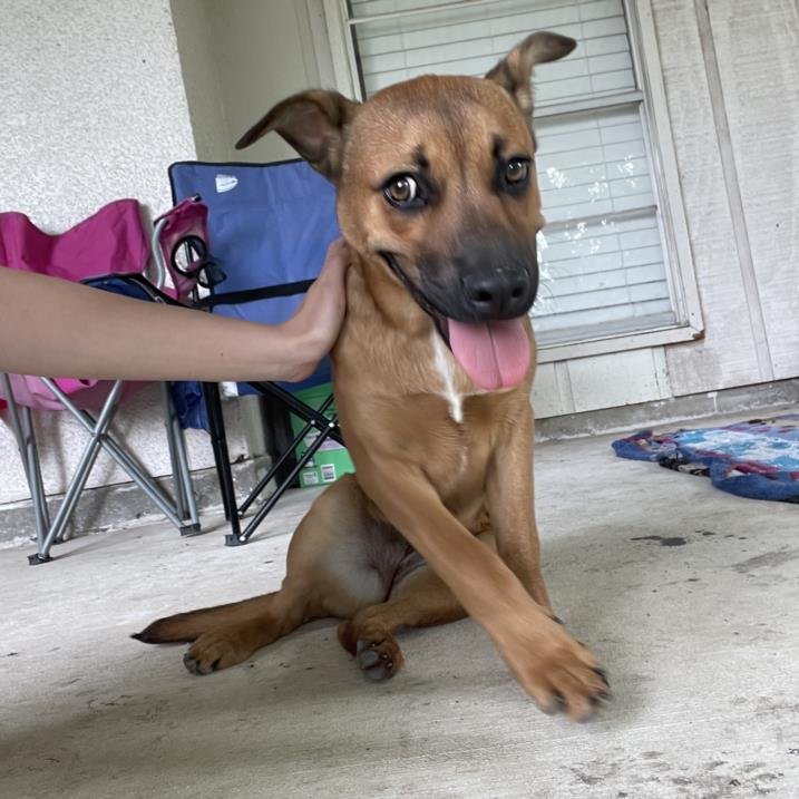 adoptable Dog in San Antonio, TX named A709092