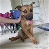 adoptable Dog in  named A709092