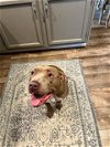 adoptable Dog in anton, TX named ANNIE