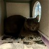 adoptable Cat in anton, TX named A709268