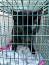 adoptable Cat in san antonio, TX named 17-3649
