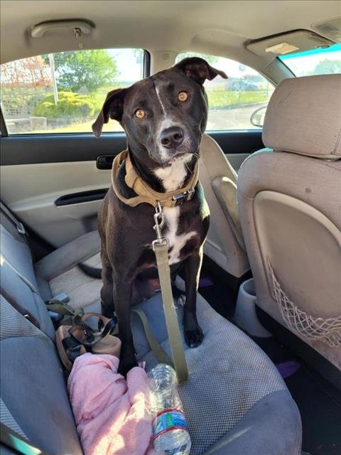 adoptable Dog in San Antonio, TX named XENA