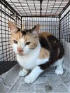 adoptable Cat in san antonio, TX named 1-2