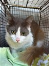 adoptable Cat in san antonio, TX named 1-3