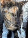 adoptable Cat in san antonio, TX named 1-4