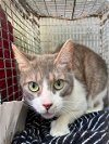 adoptable Cat in san antonio, TX named 1-5