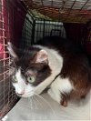 adoptable Cat in san antonio, TX named 1-6