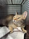adoptable Cat in san antonio, TX named 1-8