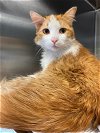 adoptable Cat in anton, TX named A709550
