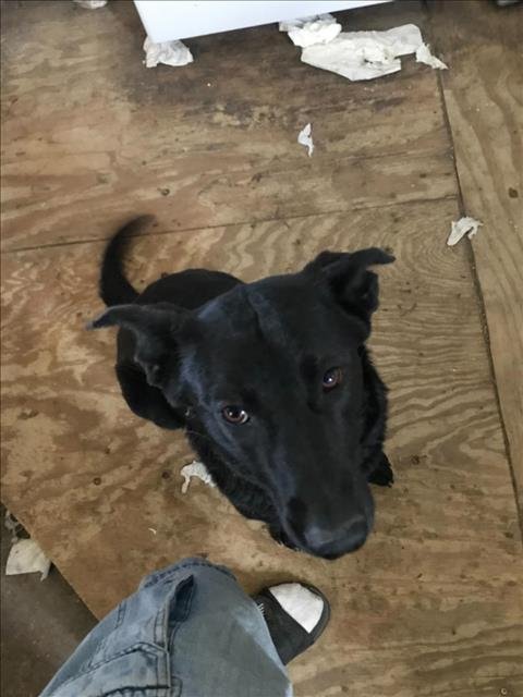adoptable Dog in San Antonio, TX named ROXY