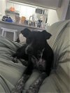 adoptable Dog in anton, TX named MARCUS