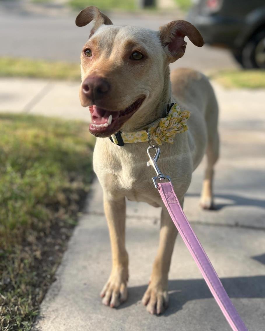 adoptable Dog in San Antonio, TX named MAMA SASS
