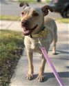 adoptable Dog in anton, TX named MAMA SASS