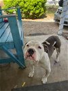 adoptable Dog in anton, TX named A709910