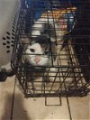 adoptable Cat in anton, TX named JT