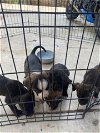 adoptable Dog in anton, TX named A710007