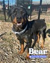 adoptable Dog in  named BEAR