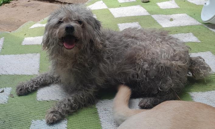 adoptable Dog in San Antonio, TX named BILLY