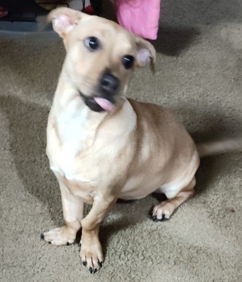 adoptable Dog in San Antonio, TX named DIAMOND