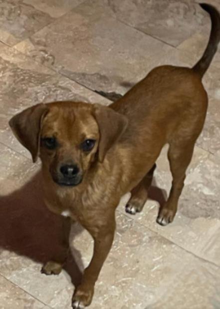 adoptable Dog in San Antonio, TX named A710272