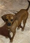 adoptable Dog in anton, TX named A710272