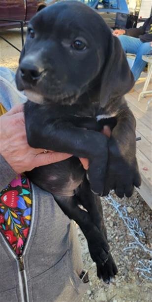 adoptable Dog in San Antonio, TX named LUKE