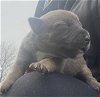 adoptable Dog in anton, TX named A703698