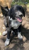 adoptable Dog in anton, TX named A710352