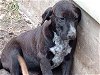 adoptable Dog in anton, TX named A710353