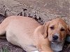 adoptable Dog in anton, TX named A710354