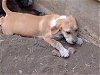 adoptable Dog in anton, TX named A710355