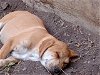 adoptable Dog in anton, TX named A710356