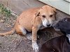 adoptable Dog in anton, TX named A710357