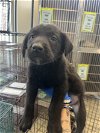 adoptable Dog in anton, TX named MACARONI