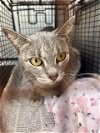 adoptable Cat in anton, TX named LILA
