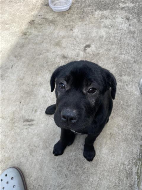 adoptable Dog in San Antonio, TX named SHEILA