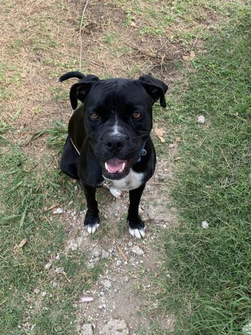adoptable Dog in San Antonio, TX named LULU