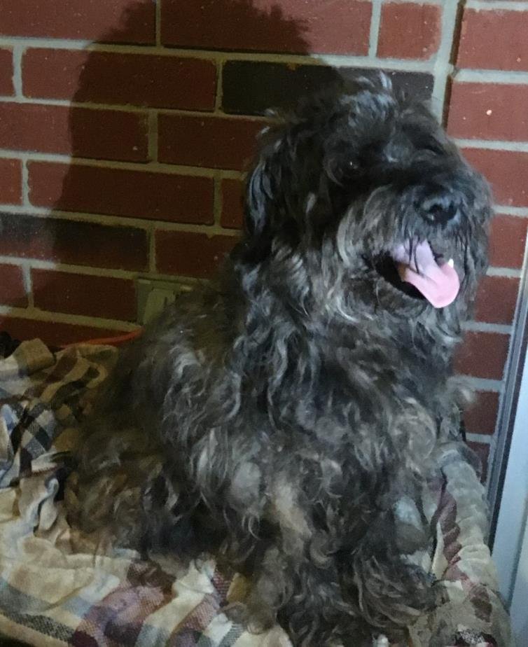 adoptable Dog in San Antonio, TX named BAXTER