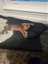 adoptable Dog in anton, TX named A710885