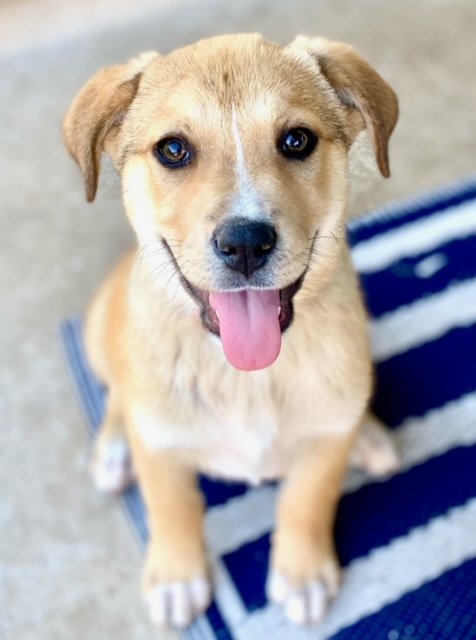 adoptable Dog in San Antonio, TX named JANE AUSTEN