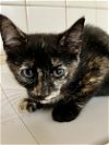 adoptable Cat in san antonio, TX named A653231