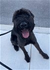 adoptable Dog in anton, TX named LUKE