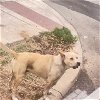 adoptable Dog in anton, TX named A710975