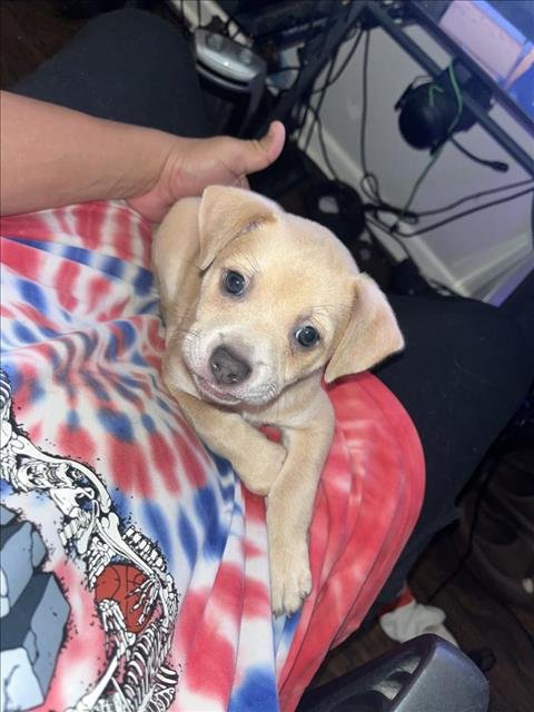 adoptable Dog in San Antonio, TX named A710977