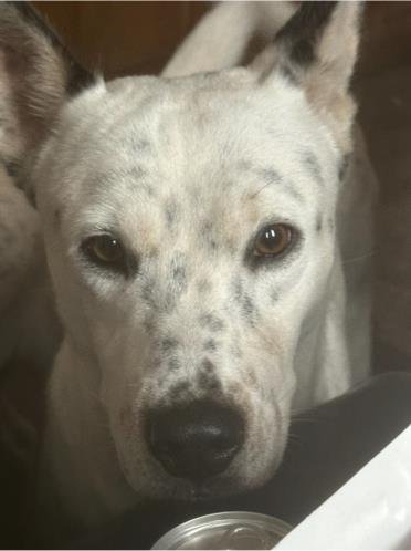 adoptable Dog in San Antonio, TX named SCRAPPY