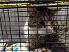 adoptable Cat in anton, TX named MAESTRO