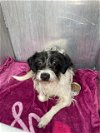 adoptable Dog in san antonio, TX named 7UP